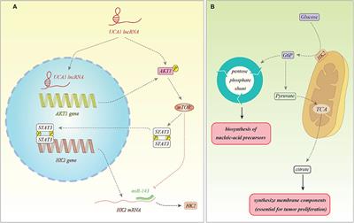 The Role of Long Non-coding RNAs in Cancer Metabolism: A Concise Review